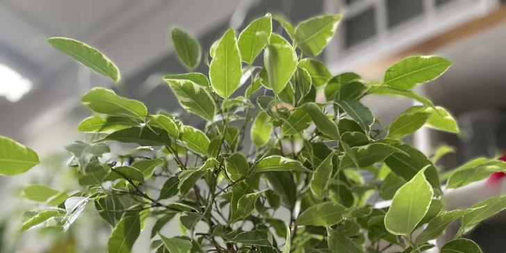 V ateliéru FLORA ADORA vytvoříte vlastní mechárium, kokedamu nebo aerárium.