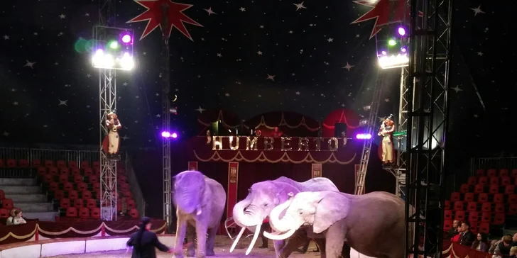 Hurá do Cirkusu Humberto v Praze akrobati, klauni i exotická zvířata