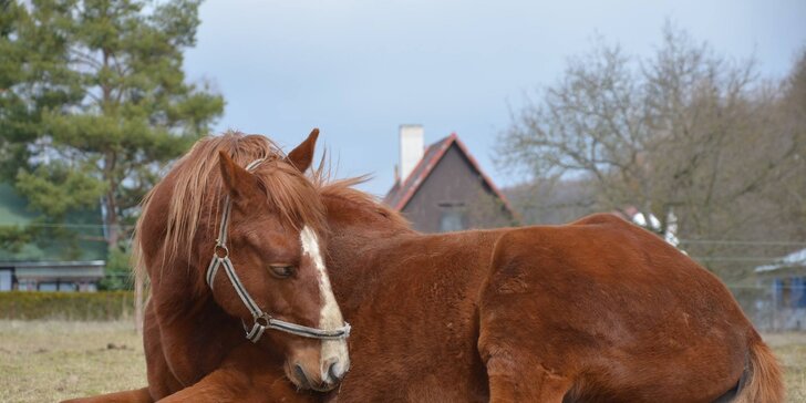 Novoroční vyjížďka na koních: jízdárna pečující o nechtěná a nemocná zvířata