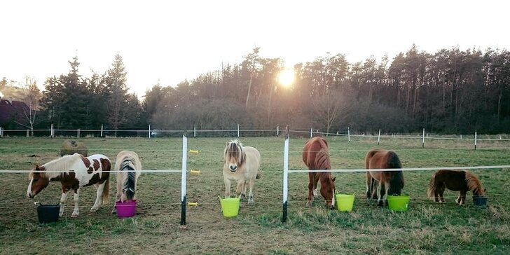 Vánoční vyjížďky na koních: jízdárna pečující o nechtěná a nemocná zvířata