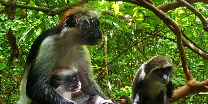 Exotický Zanzibar: plná penze, light inclusive nápoje a neskutečná pohoda