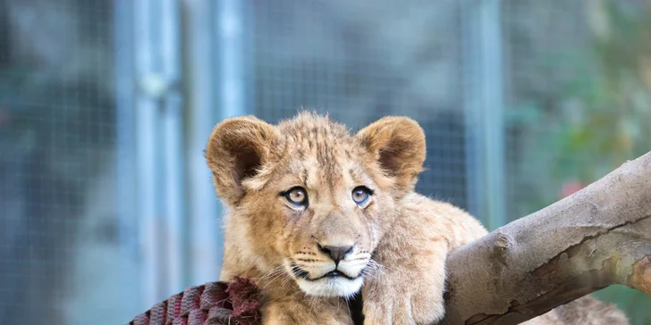 Rodinný balíček zahŕňa vstupenky do zoologickej záhrady.