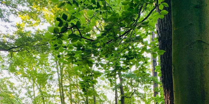 Dalšími atraktivními výletními cíli jsou hrady Točník, Žebrák a Karlštejn, zámek Dobříš nebo Koněpruské jeskyně. 