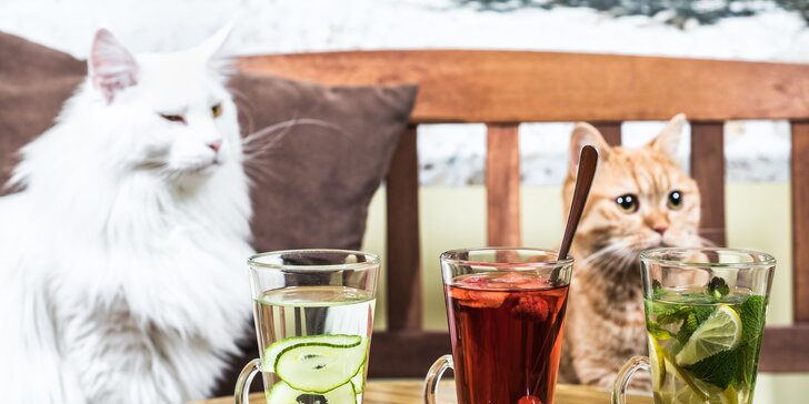 Zahřejte se v kočičí kavárně: horký nápoj a dezert dle vašeho výběru