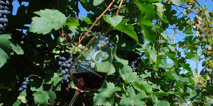 Víkend na Slovácku: výuka stříhání vinohradu, famózní víno i wellness pro dva