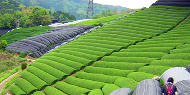 Matcha drinky: čaje, latte nebo shaky plné antioxidantů, které vás osvěží a nabudí