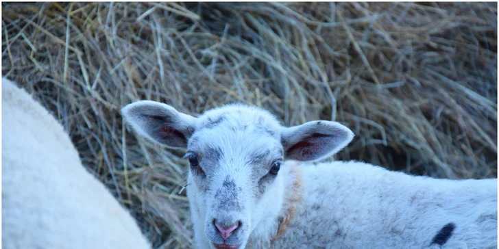 Zážitkový pobyt na Vysočině: bazén, bio polopenze a 4 hodiny farmaření