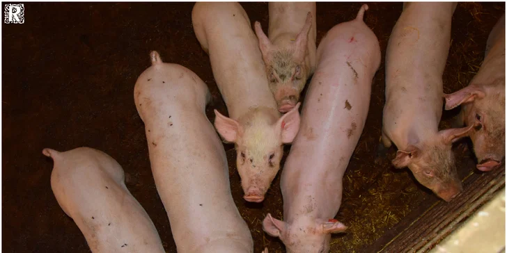 Zážitkový pobyt na Vysočině: bazén, bio polopenze a 4 hodiny farmaření
