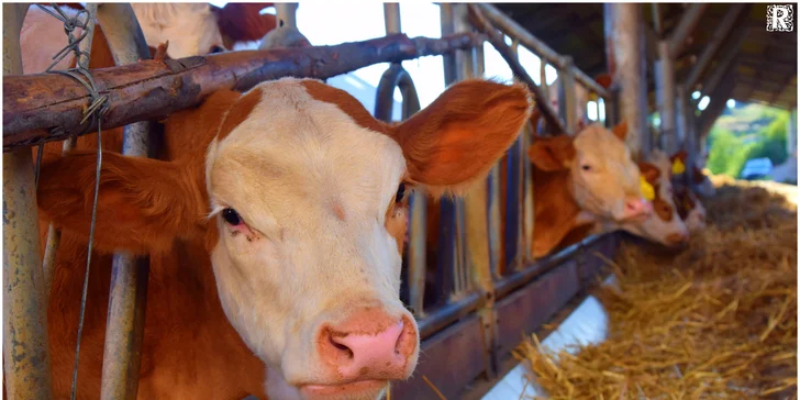Zážitkový pobyt na Vysočině: bazén, bio polopenze a 4 hodiny farmaření