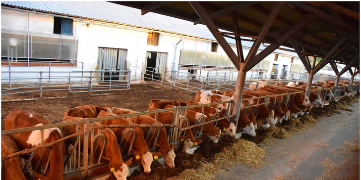 Zážitkový pobyt na Vysočině: bazén, bio polopenze a 4 hodiny farmaření