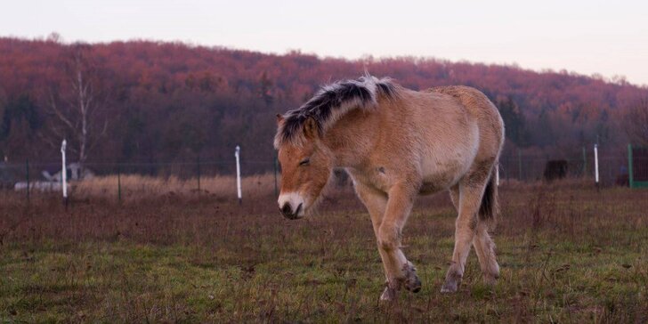 Novoroční vyjížďka na koních: jízdárna pečující o nechtěná a nemocná zvířata