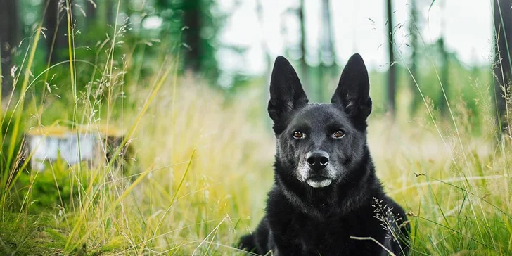 Fotografování psů v přírodě: 10 nebo 20 upravených fotek vašeho mazlíčka