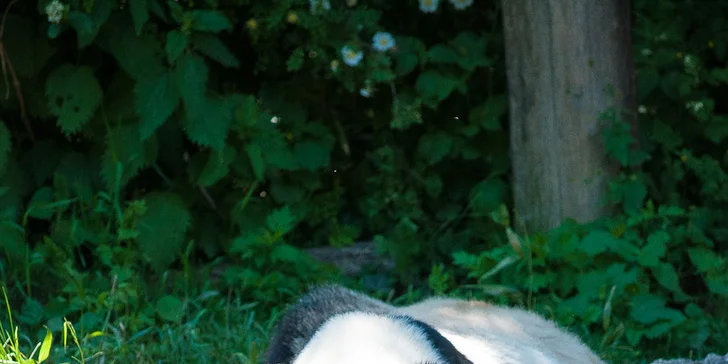 Výlet do vídeňské ZOO: pandy, koaly, sloni, sibiřští tygři a další druhy zvířat