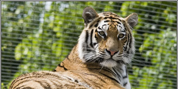 Výlet do vídeňské ZOO: pandy, koaly, sloni, sibiřští tygři a další druhy zvířat