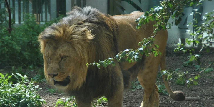 Výlet do vídeňské ZOO: pandy, koaly, sloni, sibiřští tygři a další druhy zvířat