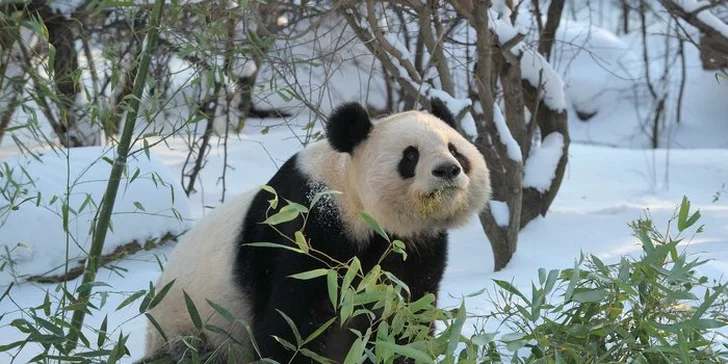 Výlet do vídeňské ZOO: pandy, koaly, sloni, sibiřští tygři a další druhy zvířat