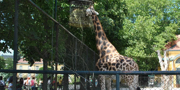 Výlet do vídeňské ZOO: pandy, koaly, sloni, sibiřští tygři a další druhy zvířat
