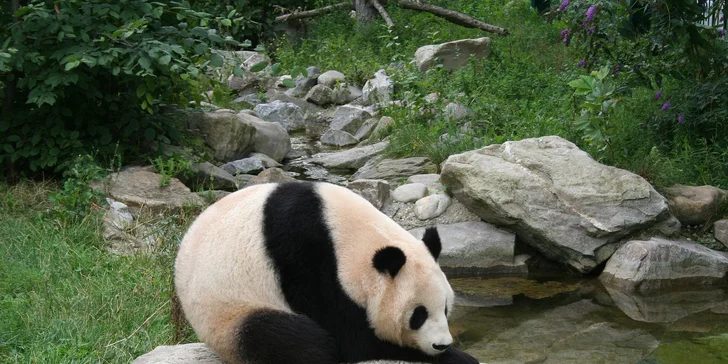 Výlet do vídeňské ZOO: pandy, koaly, sloni, sibiřští tygři a další druhy zvířat