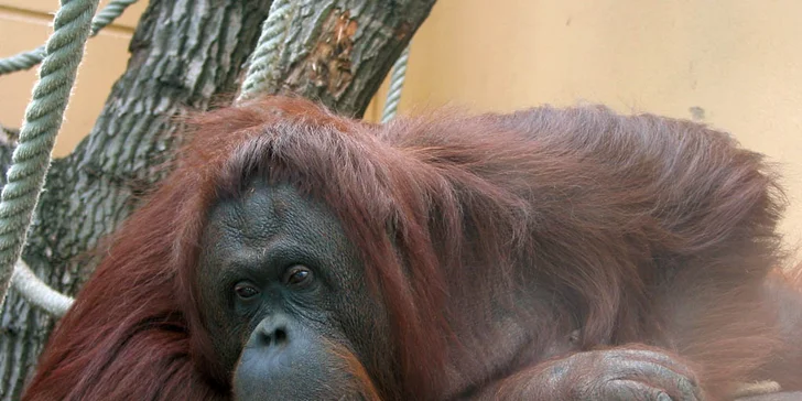 Výlet do vídeňské ZOO: pandy, koaly, sloni, sibiřští tygři a další druhy zvířat