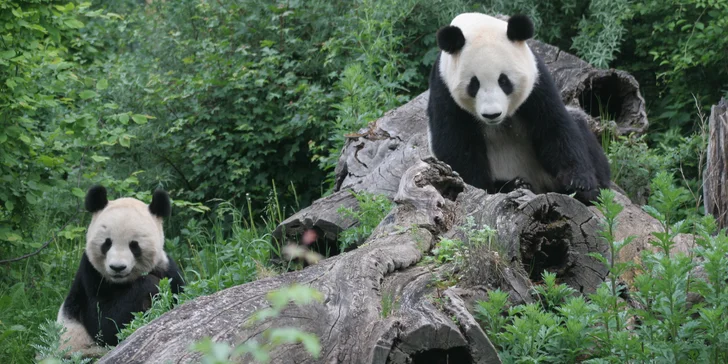 Výlet do vídeňské ZOO: pandy, koaly, sloni, sibiřští tygři a další druhy zvířat