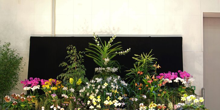 Drážďany: Výstava orchidejí, velikonoční veletrh, prohlídka města či nákupy