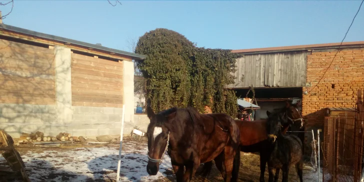 Aktivně strávené vánoční prázdniny: 4 dny mezi koňmi a dalšími zvířátky