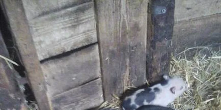 Aktivně strávené vánoční prázdniny: 4 dny mezi koňmi a dalšími zvířátky