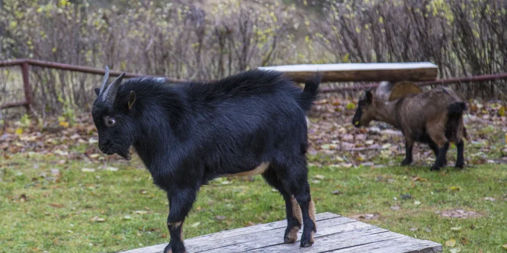 Jarní a letní dovolená v krkonošské horské chatě s polopenzí a saunou