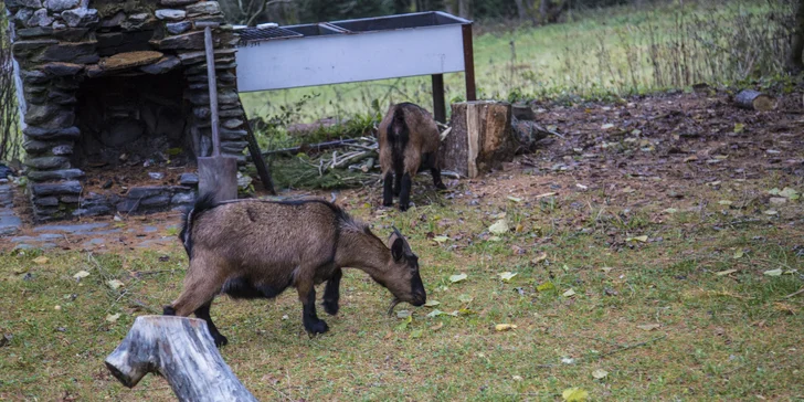 Jarní a letní dovolená v krkonošské horské chatě s polopenzí a saunou