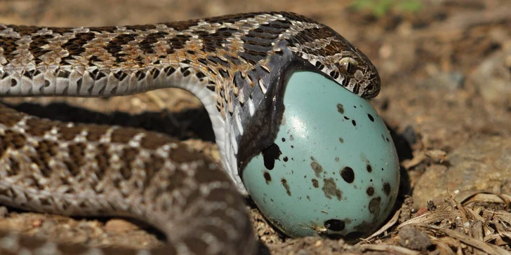 Celodenní vstup do Zooparku Zájezd: lemuři, chameleoni, surikaty i králíci