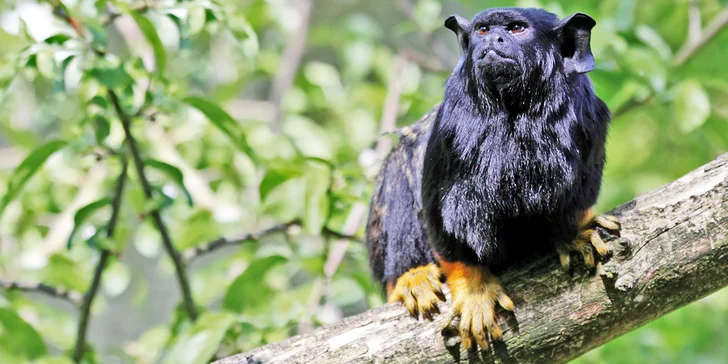 Zvířátka od ar po zubry: vstupné do táborské zoo pro dospělé, děti i rodiny