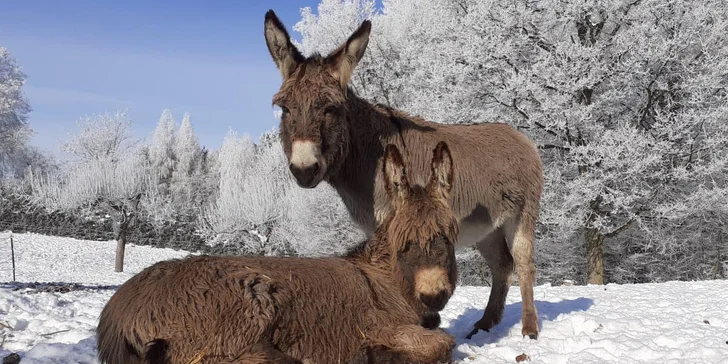 Na farmě chovají osly domácí (dorůstají výšky v kohoutku až 115 cm). Mají zde i jednoho jedince, křížence osla domácího a osla poitouského (dorůstá výšky v kohoutku až 170 cm).