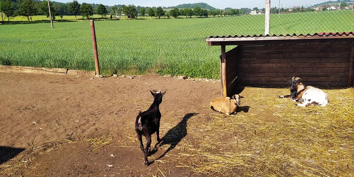 Už z návštěvy v zoo koutku bude drobotina u vytržení. 
