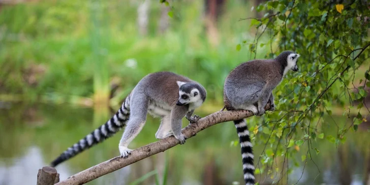 Súčasťou areálu je zoo, kde môžete obdivovať zvieratá známe z poľských lesov aj druhy dovezené zo zámoria.