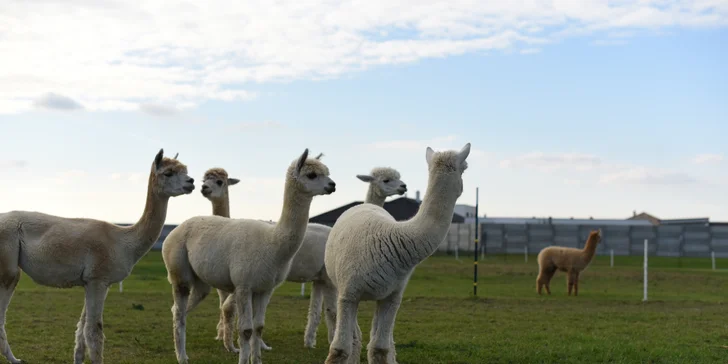 Alpaca Farm