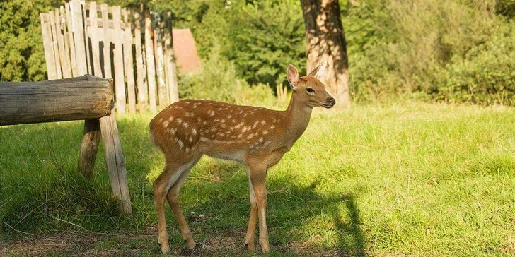 Děti budou paf z přírodní osady se zvířátky.