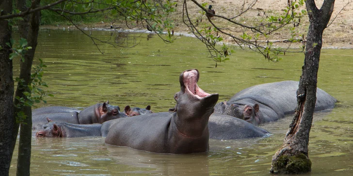 Zoologická záhrada v Dvůre Králove sa špecializuje na africkú faunu.