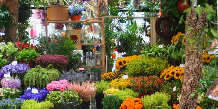 Amsterdam, degustace sýrů na tradiční farmě a přístavní město Volendam