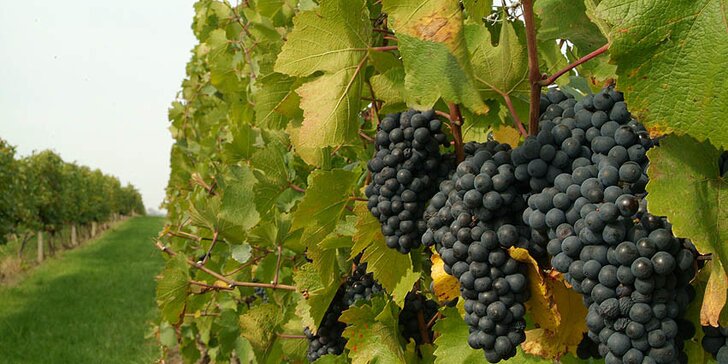 4 dny v kraji moravských vinic i s degustací vína