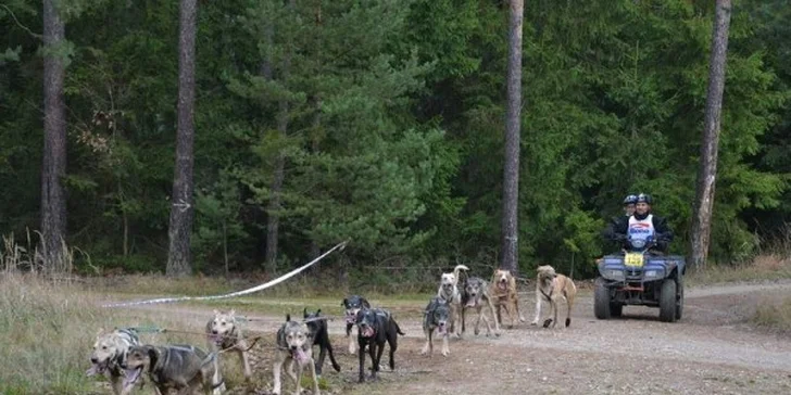 Zimní dobrodružství v Orlických horách: jízda na saních se psím spřežením