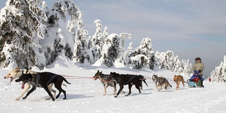 Zimní dobrodružství v Orlických horách: jízda na saních se psím spřežením