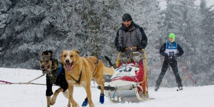 Zimní dobrodružství v Orlických horách: jízda na saních se psím spřežením