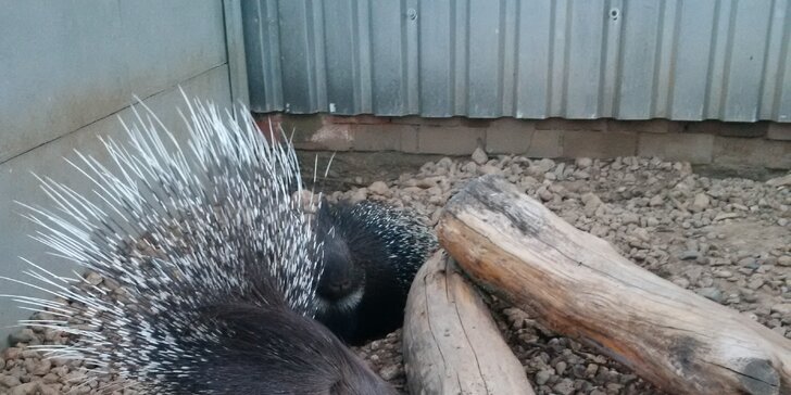 Exotická zvířata zblízka: rodinné a partnerské vstupy do Zooparku Stěžery