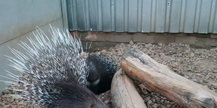 Exotická zvířata zblízka: rodinné a partnerské vstupy do Zooparku Stěžery