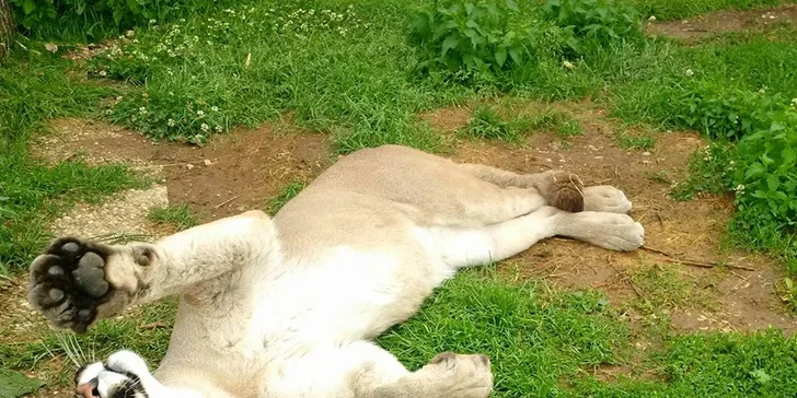 Exotická zvířata zblízka: rodinné a partnerské vstupy do Zooparku Stěžery