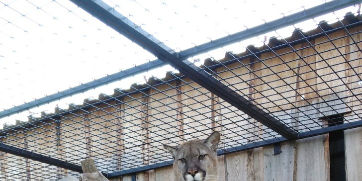 Exotická zvířata zblízka: rodinné a partnerské vstupy do Zooparku Stěžery