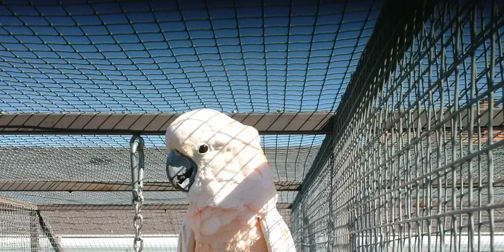 Exotická zvířata zblízka: rodinné a partnerské vstupy do Zooparku Stěžery