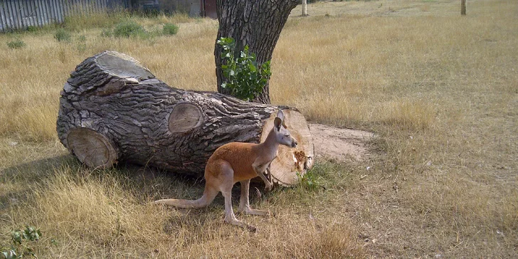 Exotická zvířata zblízka: rodinné a partnerské vstupy do Zooparku Stěžery
