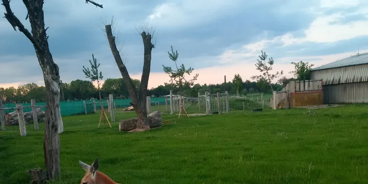 Exotická zvířata zblízka: rodinné a partnerské vstupy do Zooparku Stěžery