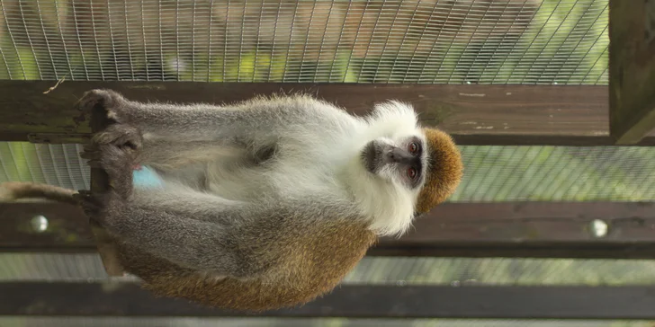 Exotická zvířata zblízka: rodinné a partnerské vstupy do Zooparku Stěžery